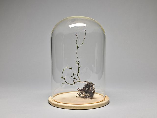 野生植物像─細葉蘭花參的焦點圖